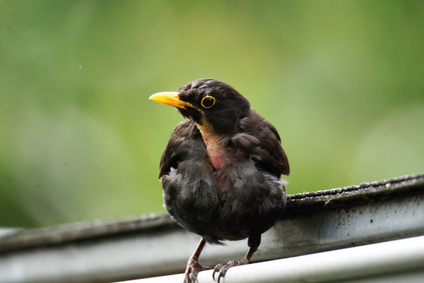 Bird with Molting Feathers