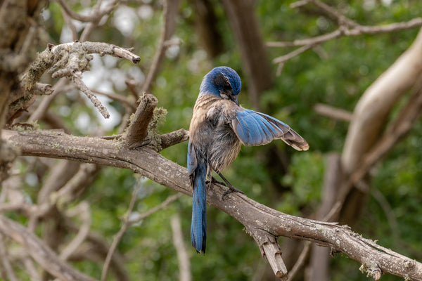 Bird Preening Itself