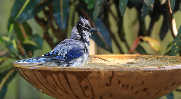 Bird Cooling Down