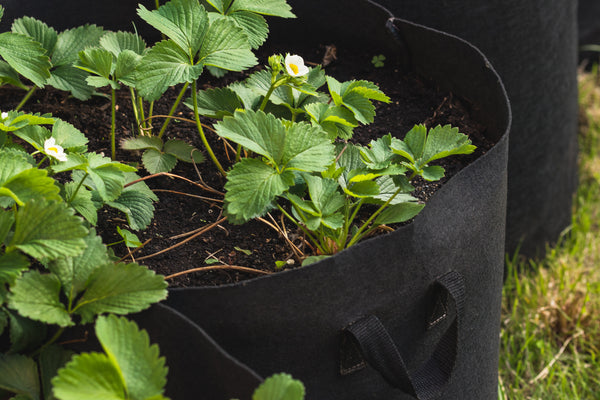 Use grow bags or wide planters