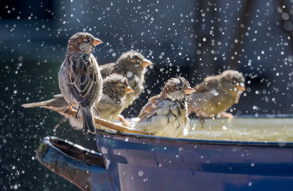 Birds Socializing