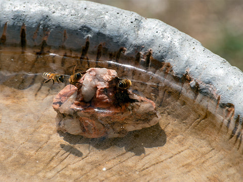 Bees on a rock in a bee bath