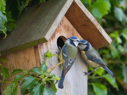 2 birds entering a birdhouse