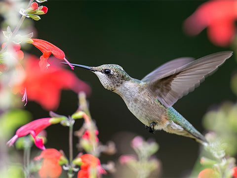 hummingbird drinking from flower