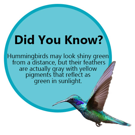 Hummingbird fun fact