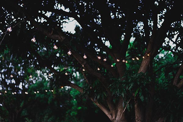 String Lights on a Tree