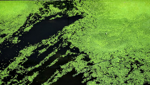 Algae in an outdoor water fountain