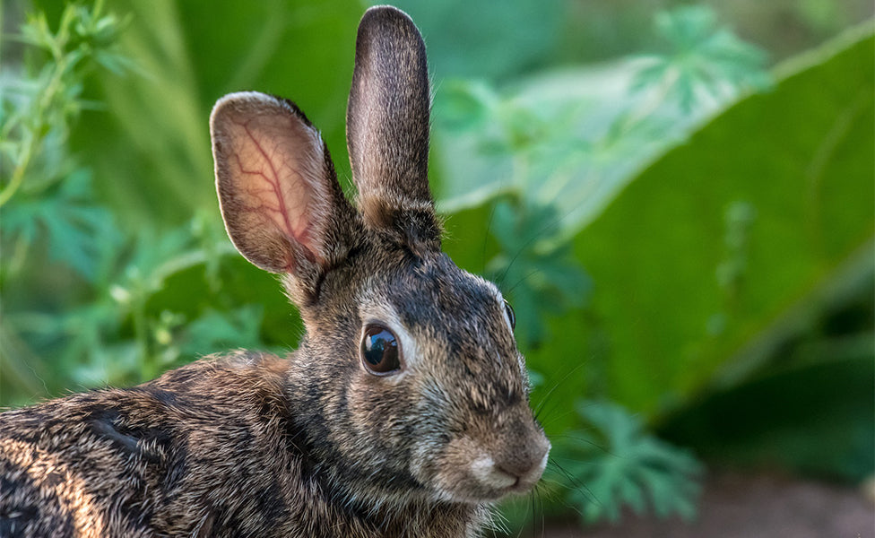 Rabbit by plants