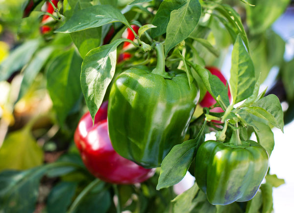 How to Plant Delicious Vegetables in a Grow Bag – Sunnydaze Decor