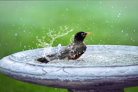 Bird splashing in bird bath