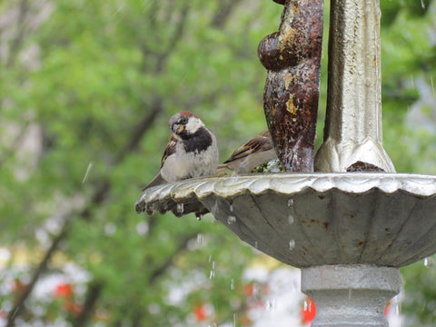 bird perched on a water fountain