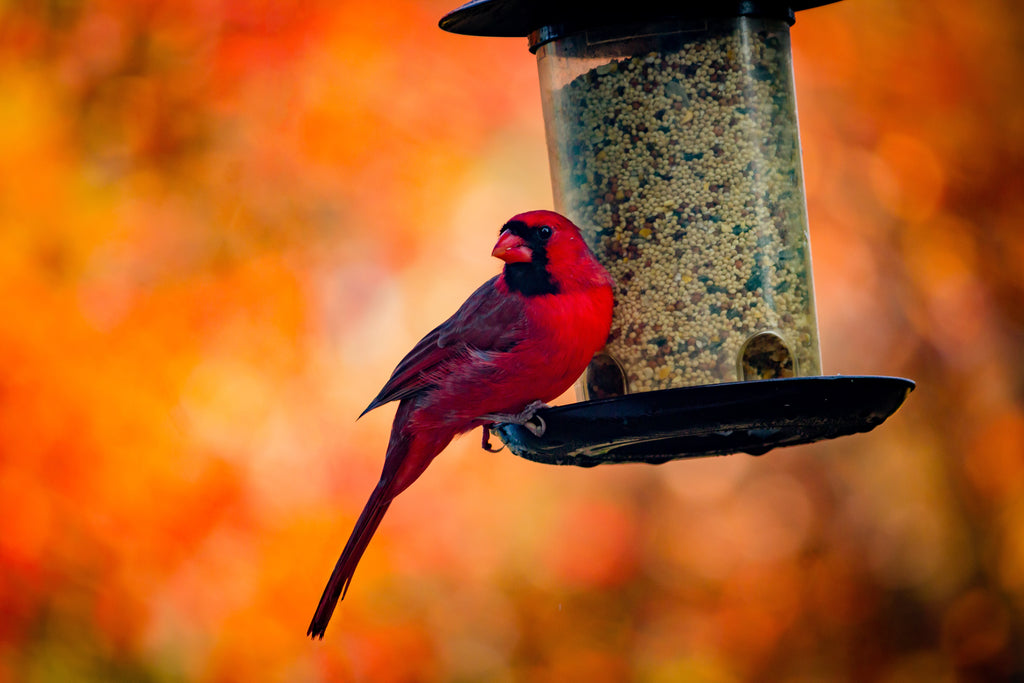 Cardinal at the Bird Feeder