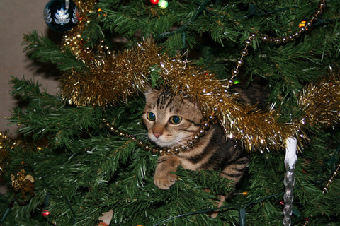 cat hiding in a Christmas tree