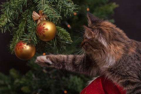 cat pawing at ornaments on tree