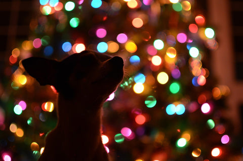 puppy looking at colorfully-lighted tree