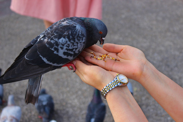 Black bird being hand fed