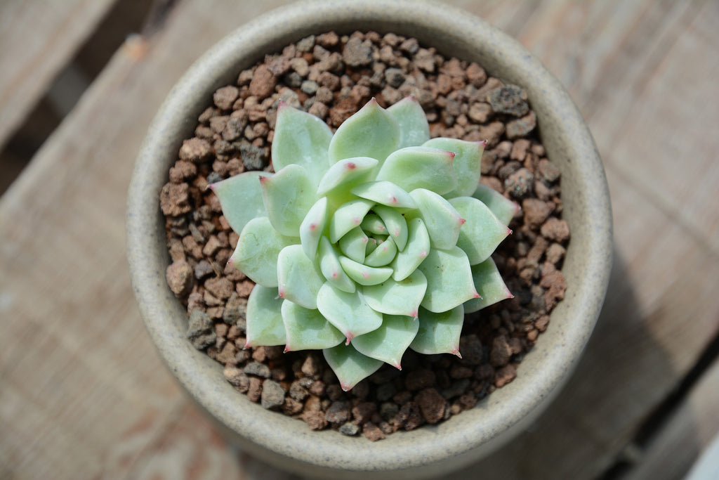 Potted succulent viewed from the top