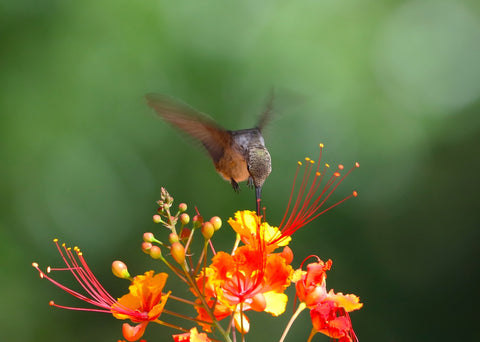 Hummingbird drinking nectar from a flower