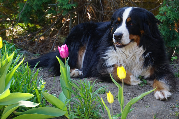 Well-behaved dog in the garden