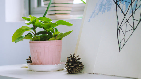 Houseplant getting enough sunlight to grow happy and healthy.