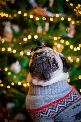 Pug in a sweater in front of a Christmas tree