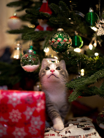 kitten playing under a tree