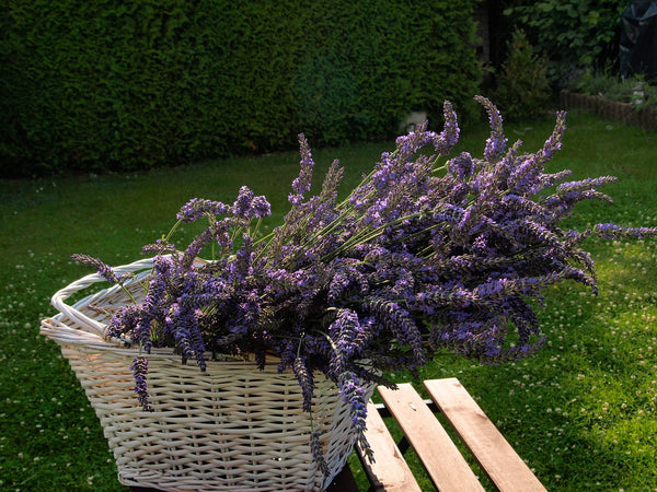 Lavender Bundle