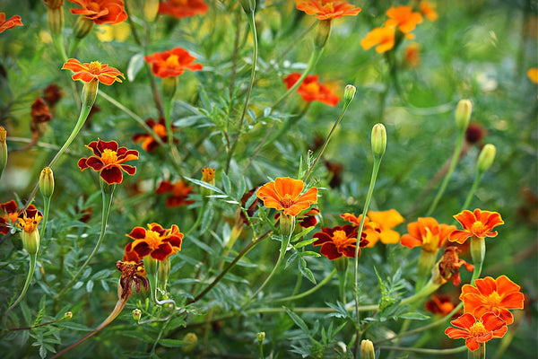 Marigolds