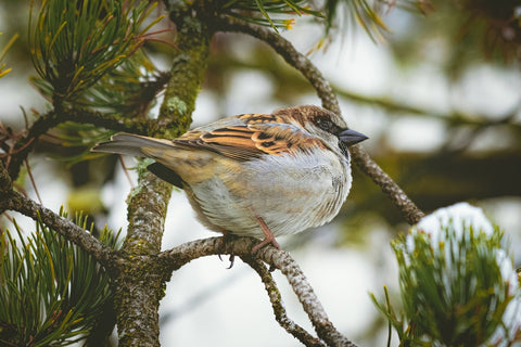 Bird in pine tree