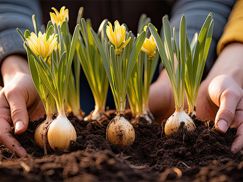 Planting bulbs in the ground