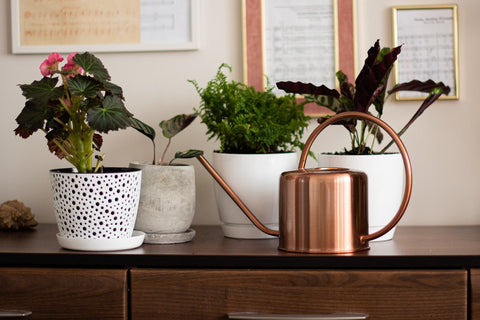 Watering can and houseplants