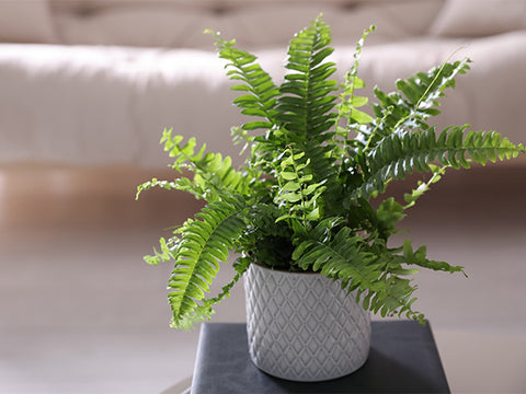 fern in an indoor planter