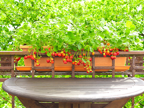 planter on railing of balcony