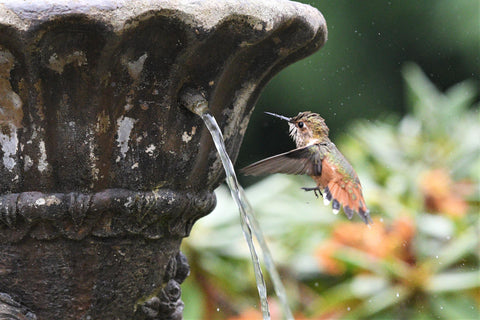hummingbird near an outdoor fountain