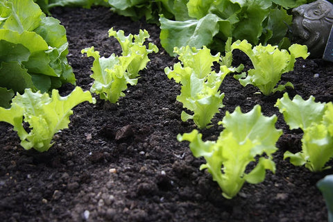 Greens growing after preparing a garden bed