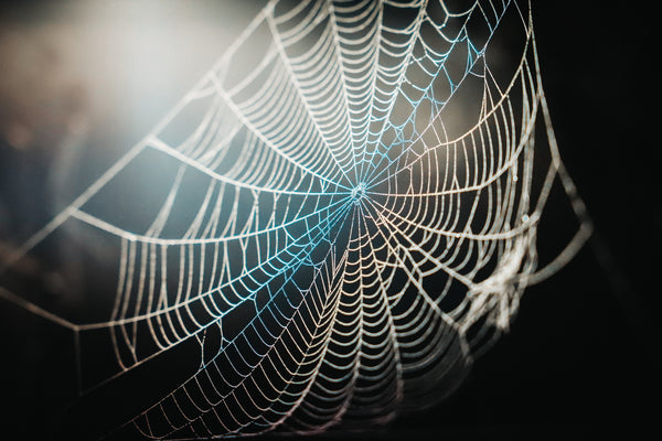 Spider webs are an excellent way to keep bugs off indoor plants.