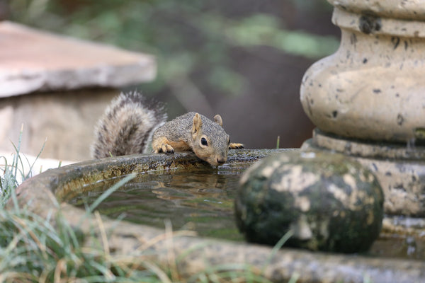 Squirrel and Fountain