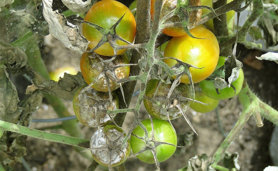 Tomato plant with disease