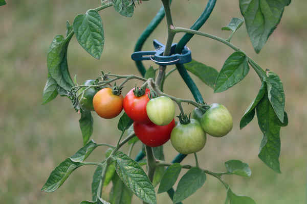 Tomatoes