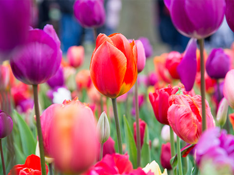 Colorful tulips growing in a garden