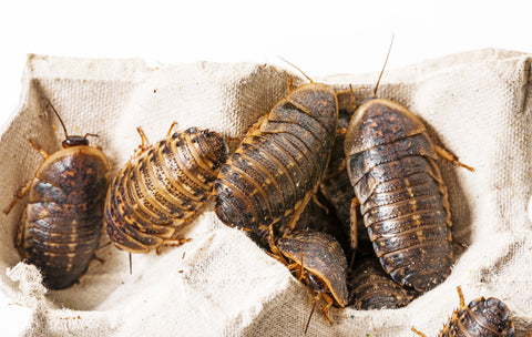 Dubia Roaches On Egg Flats