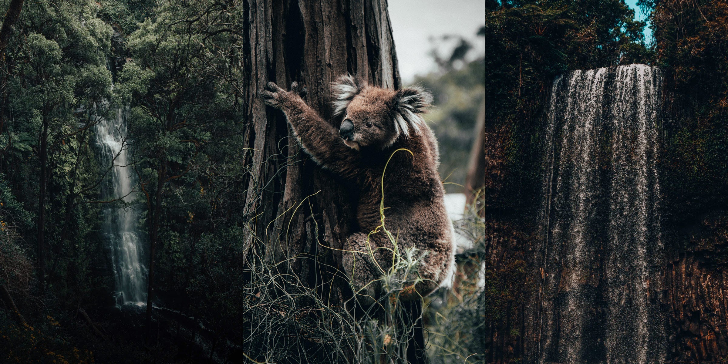 Helping Australian Wildlife