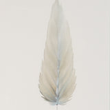MEDIUM FLOATED FRAMED FEATHER SERIES 5 PAINTING #6