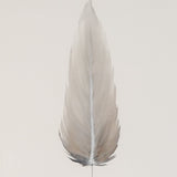 MEDIUM FLOATED FRAMED FEATHER SERIES 5 PAINTING #8