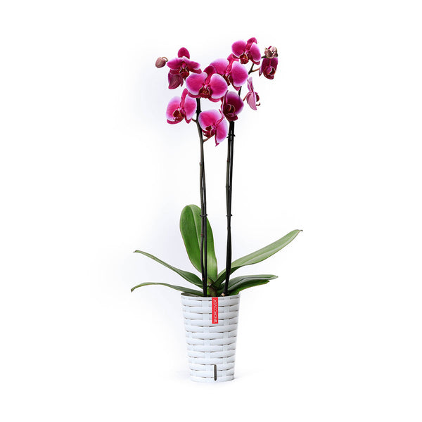 Orquídeas, Anturios y Bromelias – Blaw Flowers