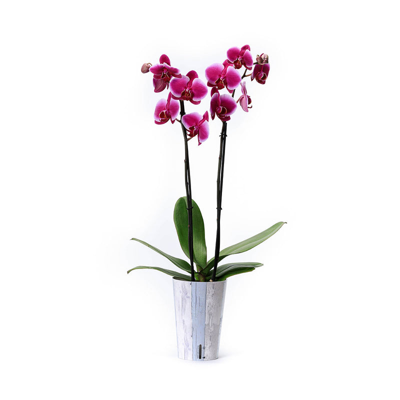 Orquídea morada con funda decorativa y autoriego en CDMX Y QRO – Blaw  Flowers