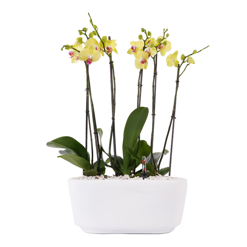 Arreglo de 3 orquídeas amarillas en maceta en CDMX Y Qro |  Blawflowers.com.mx – Blaw Flowers