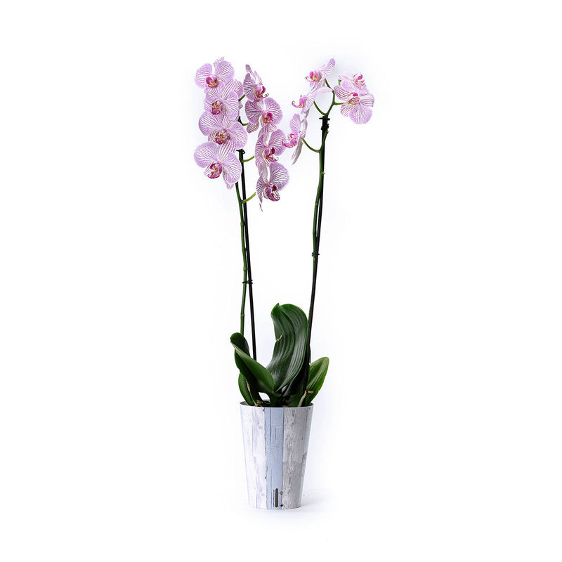 Orquídea exótica con funda decorativa y autoriego en CDMX Y Qro – Blaw  Flowers