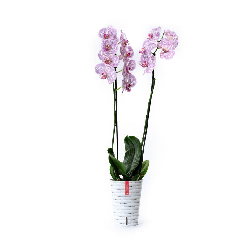 Orquídea blanca con funda decorativa y autoriego en CDMX y Qro – Blaw  Flowers