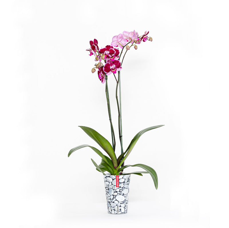 Orquídea morada con funda decorativa y autoriego en CDMX Y QRO – Blaw  Flowers